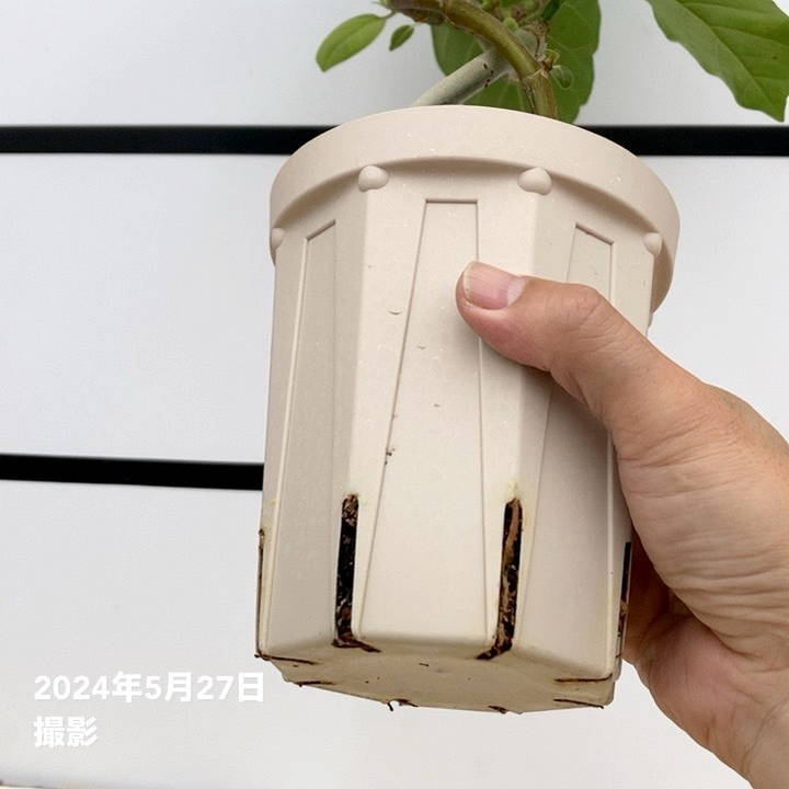 観葉植物】フィカス・アルテシマ（8号スリット鉢）