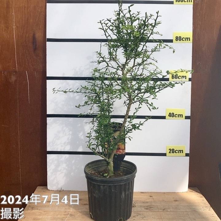 フィンガーライム 8号 決算!ポイント5倍!7/31まで】フィンガーライム 8号大株