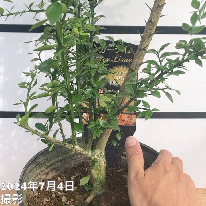決算！ポイント5倍！7/31まで】フィンガーライム 8号大株
