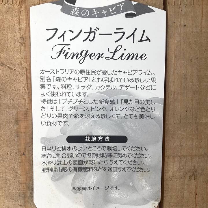 フィンガーライム　8号 楽天市場】【現品発送】 フィンガーライム ピンク 苗木 接ぎ木苗