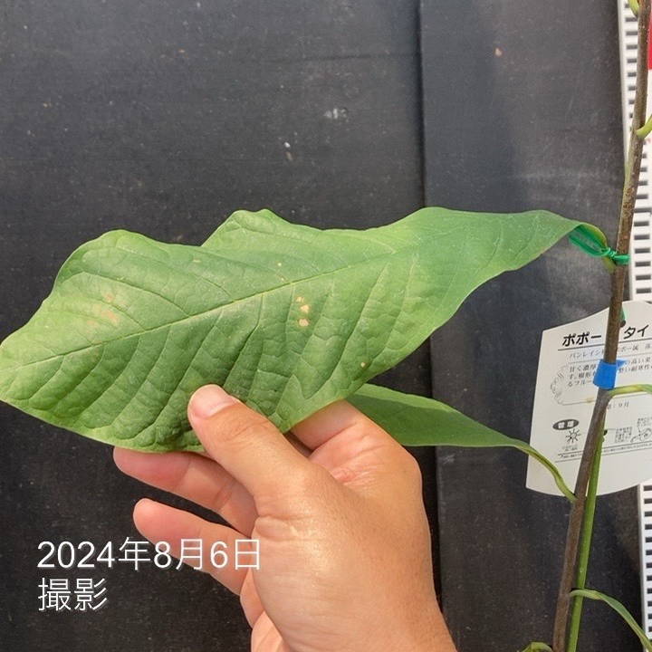 ポポー タイトー 6号｜果樹04-PA | 果樹,[珍しい果樹] | 赤塚植物園