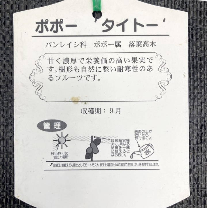 ポポー タイトー 6号｜果樹04-PA | 果樹,[珍しい果樹] | 赤塚植物園
