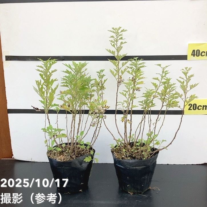 よもぎ。ページ ヨモギ（カズサヨモギ）5号×2株セット ※お届けに10日程度かかる場合が