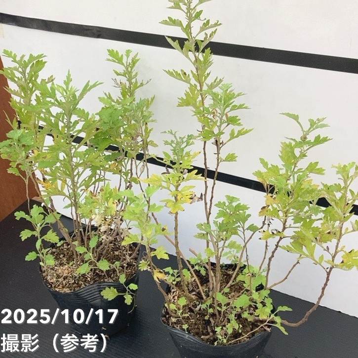 よもぎ☆ Amazon.co.jp: ＜ yomogi ＞ オーガニック よもぎ蒸し用 パック 20g×20