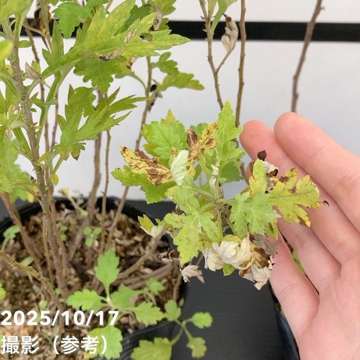 ヨモギ（カズサヨモギ）5号×2株セット ※お届けに10日程度かかる場合が