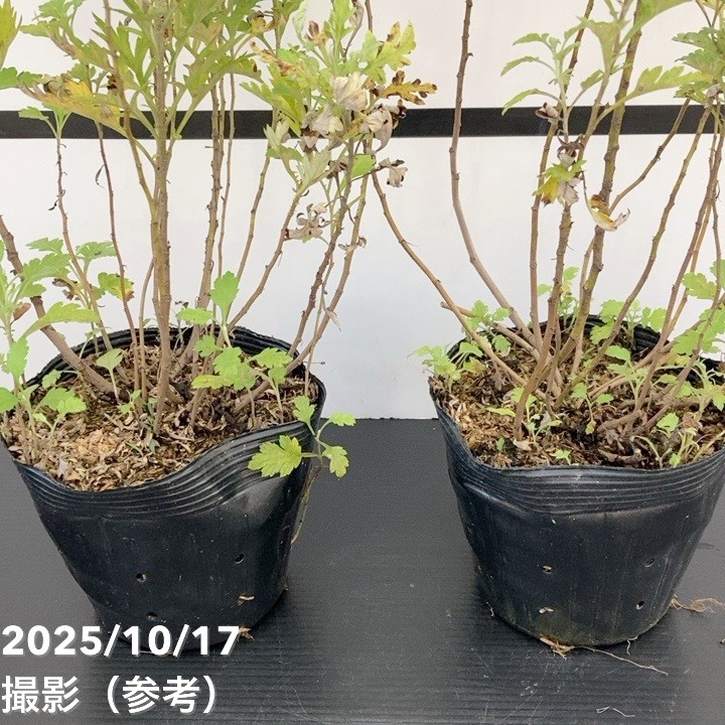 ヨモギ（カズサヨモギ）5号×2株セット ※お届けに10日程度かかる場合が