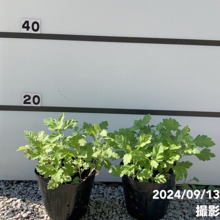 ヨモギ（カズサヨモギ）5号×2株セット ※お届けに10日程度かかる場合が