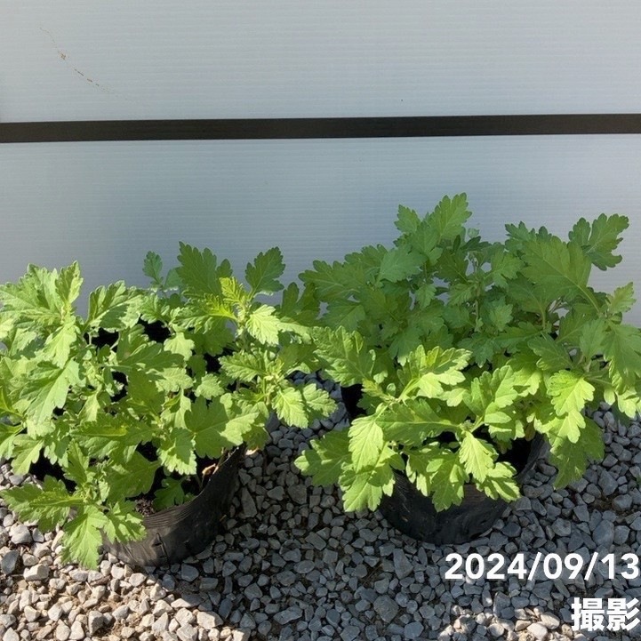ヨモギ（カズサヨモギ）5号×2株セット ※お届けに10日程度かかる場合が