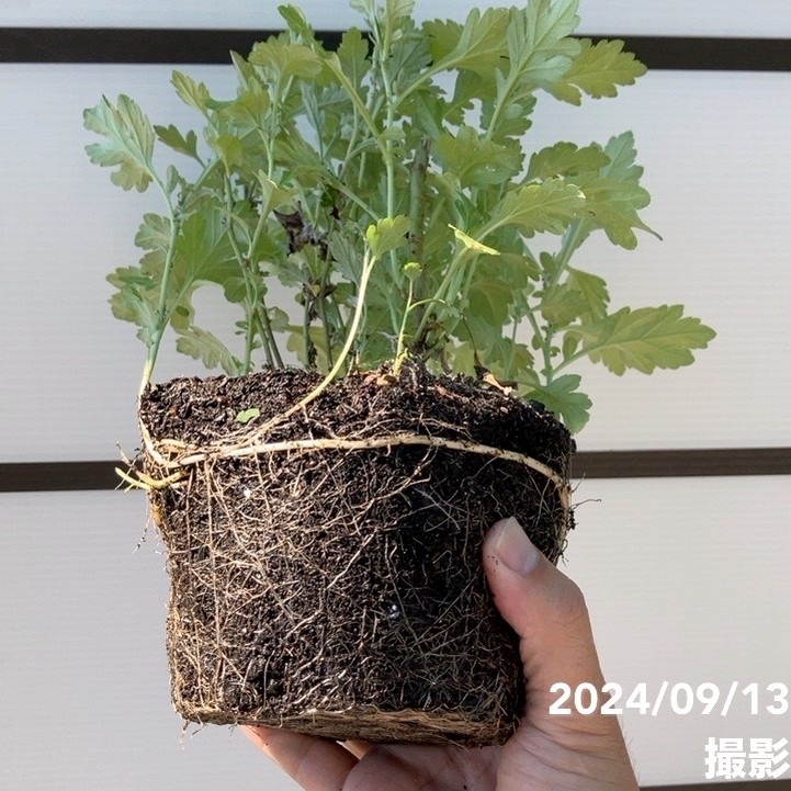 よもぎ。ページ ヨモギ（カズサヨモギ）5号×2株セット ※お届けに10日程度かかる場合が