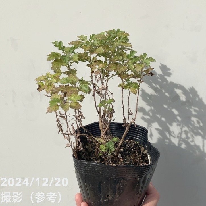 ヨモギ（カズサヨモギ）5号×2株セット ※お届けに10日程度かかる場合が