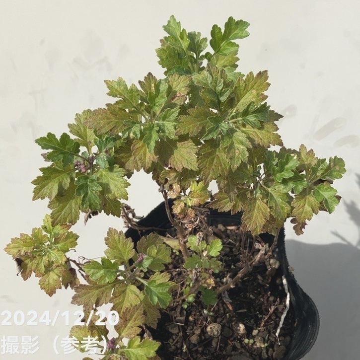 ヨモギ（カズサヨモギ）5号×2株セット ※お届けに10日程度かかる場合が