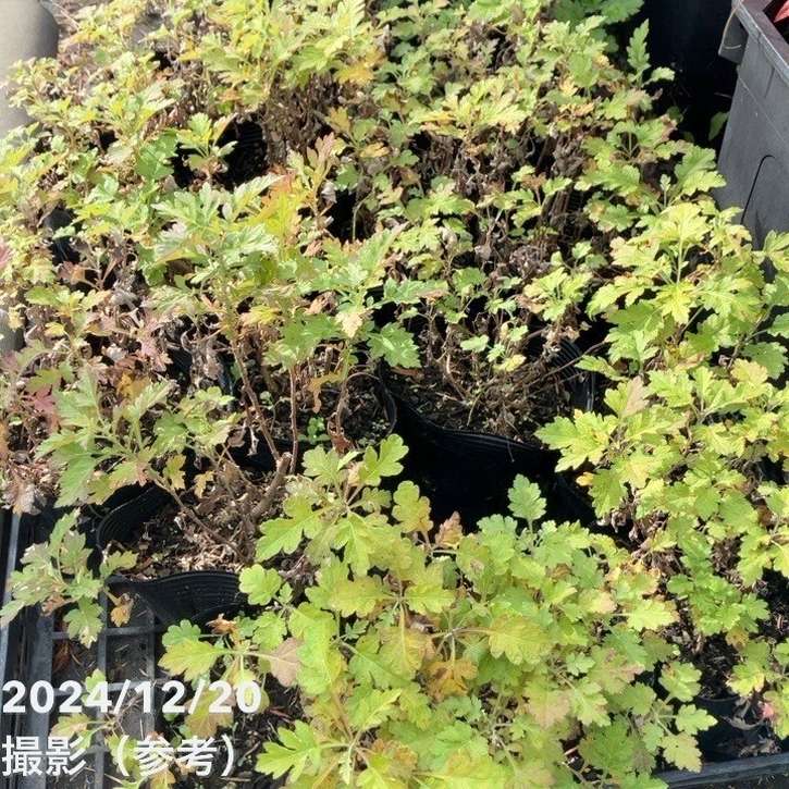 ヨモギ（カズサヨモギ）5号×2株セット ※お届けに10日程度かかる場合が