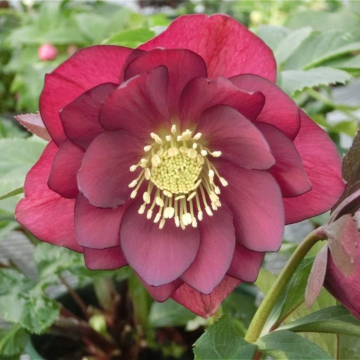 期間限定10％OFF！】クリスマスローズ 伊勢みやび 3.5号 ほおずき