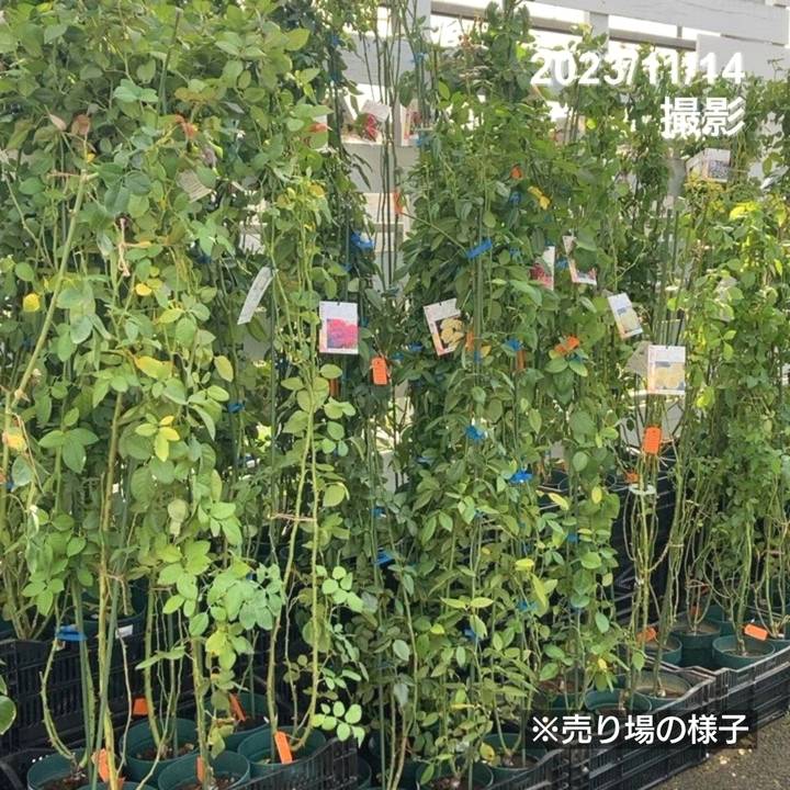 つるバラ長尺苗 アイスフォーゲル 6号 京成バラ園芸｜s200｜花木04-PA