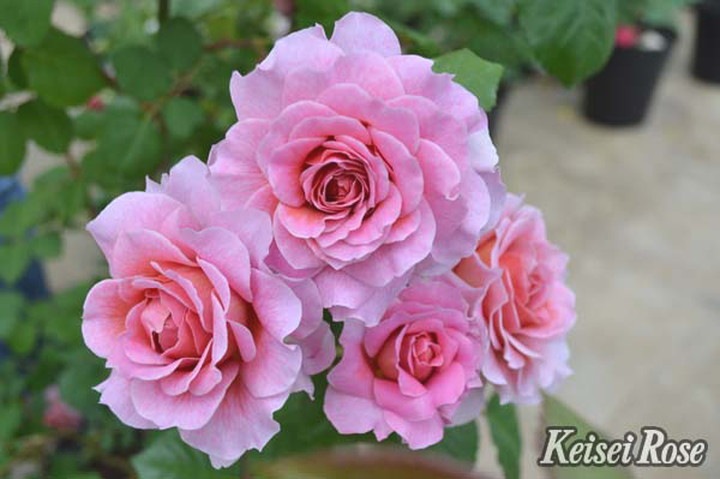 1996年稀少アイス・ピンクオーナメント月と星2個セット硝子のアメ細工ピンク薔薇 つるバラ長尺苗 アイスフォーゲル 6号 京成バラ園芸｜s200｜花木04-PA