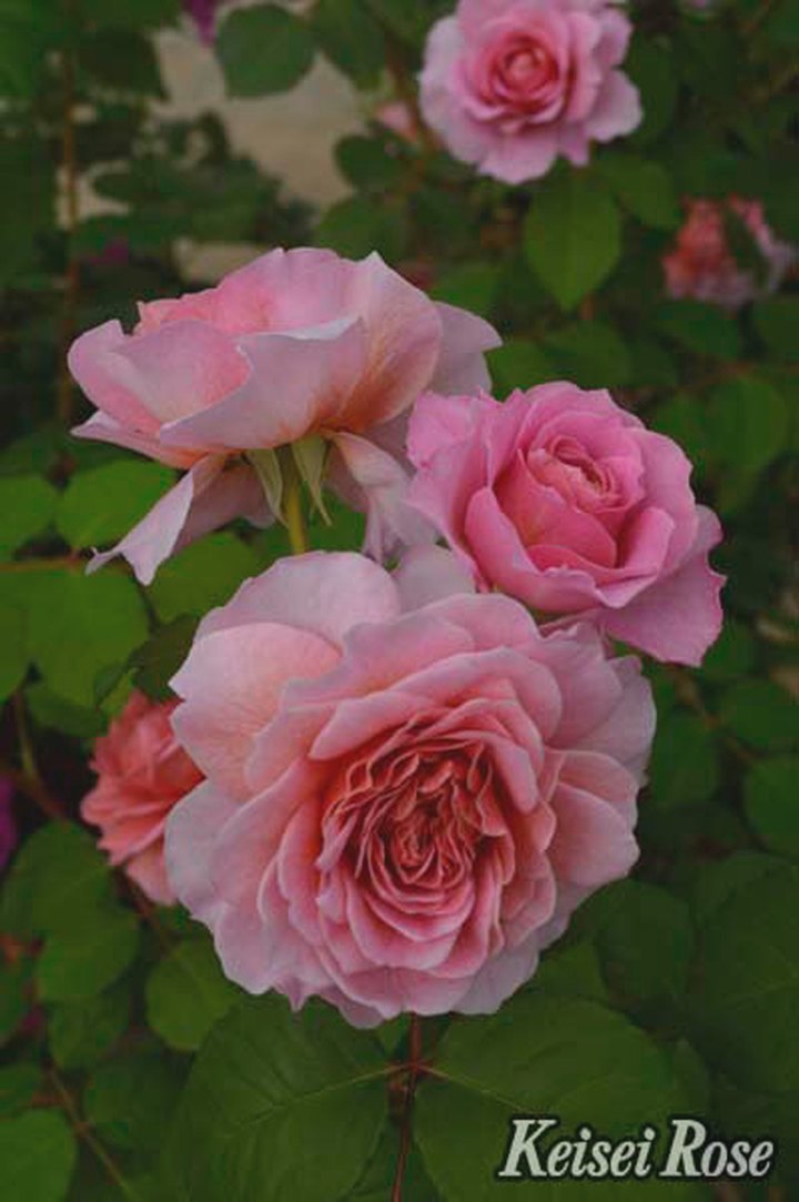 つるバラ長尺苗 アイスフォーゲル 6号 京成バラ園芸｜s200｜花木04-PA