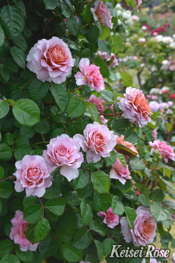 バラ売り可 バラ入荷情報】 京阪園芸様2025年新品種 #スイートシフォン