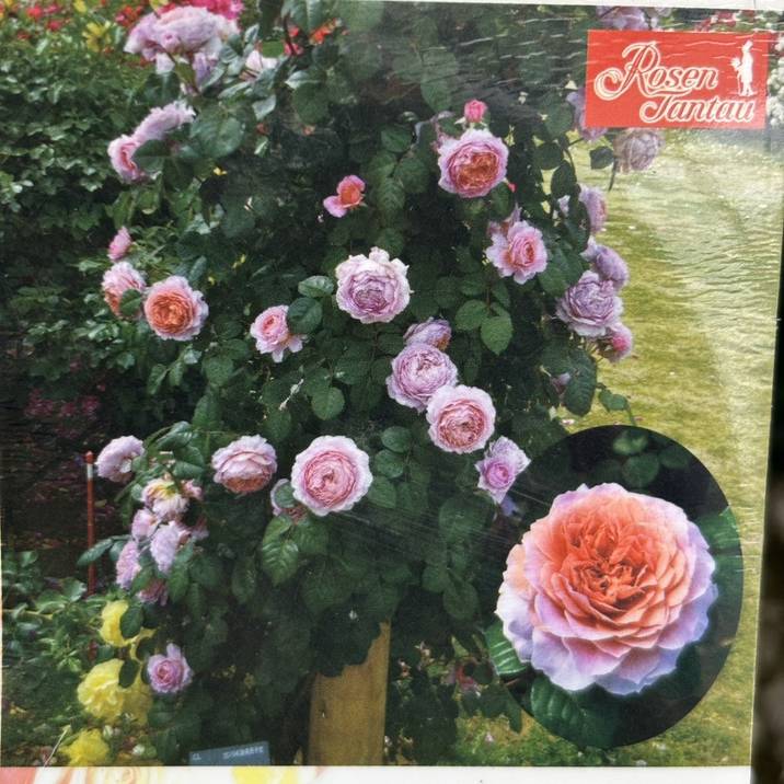 つるバラ長尺苗 アイスフォーゲル 6号 京成バラ園芸｜s200｜花木04-PA