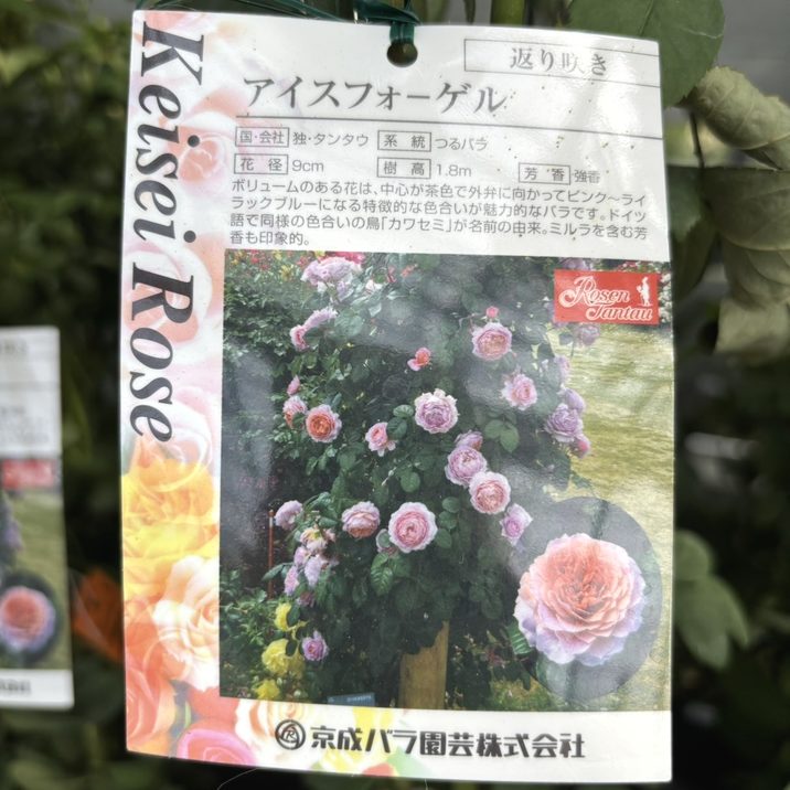 つるバラ長尺苗 アイスフォーゲル 6号 京成バラ園芸｜s200｜花木04-PA