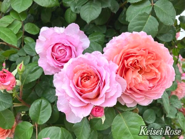 つるバラ長尺苗 アイスフォーゲル 6号 京成バラ園芸｜s200｜花木04-PA