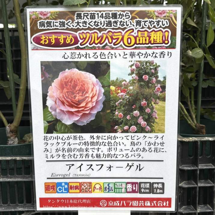 つるバラ長尺苗 アイスフォーゲル 6号 京成バラ園芸｜s200｜花木04-PA