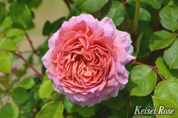 つるバラ長尺苗 アイスフォーゲル 6号 京成バラ園芸｜s200｜花木04-PA