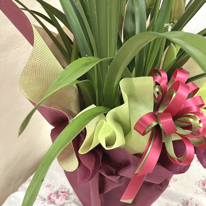 赤塚植物園オリジナル冬ギフト シンビジューム ピンク系 5本立｜鉢花04