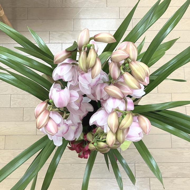 赤塚植物園オリジナル冬ギフト シンビジューム ピンク系 5本立｜鉢花04