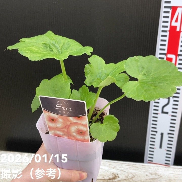 ラナンキュラス ラックスシリーズ 3.5～4号 エリス｜草花04-PA | 草花