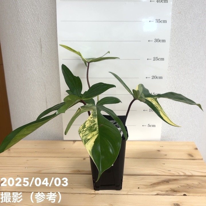 フィロデンドロン　フロリダ　ビューティ ③ 現品お届け】フィロデンドロン フロリダビューティー 3.5号ロング