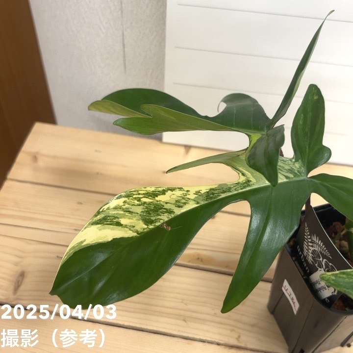 現品お届け】フィロデンドロン フロリダビューティー 3.5号ロング