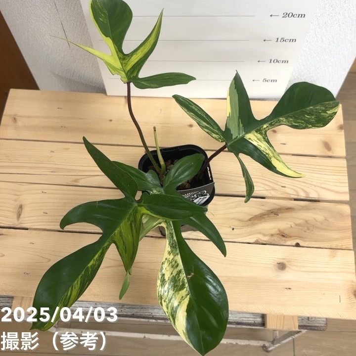 フィロデンドロン　フロリダ　ビューティ ③ 現品お届け】フィロデンドロン フロリダビューティー 3.5号ロング