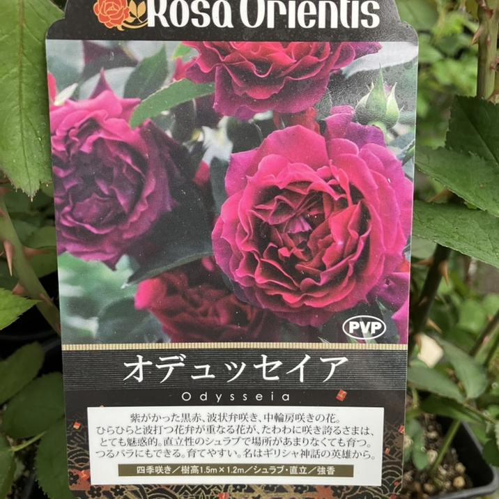 バラ新苗 オデュッセイア 4号 ロサ・オリエンティス PVP｜花木04-PA