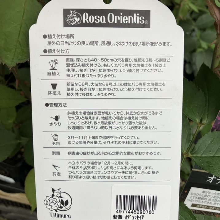 バラ新苗 オデュッセイア 4号 ロサ・オリエンティス PVP｜花木04-PA