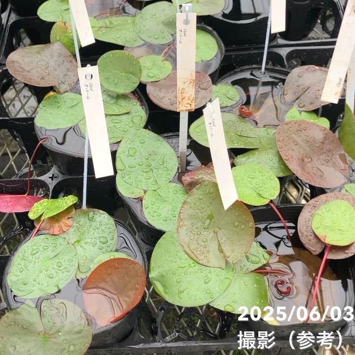 温帯スイレン 4号 オパール Opal｜草花01-D1 | 草花,熱帯スイレン