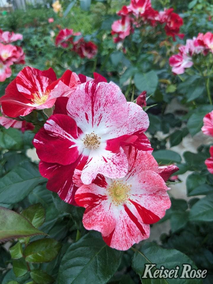 【NEW】バラ大苗 シムサラビン! 4.5号ロングポット 京成バラ園芸|花木04-PA