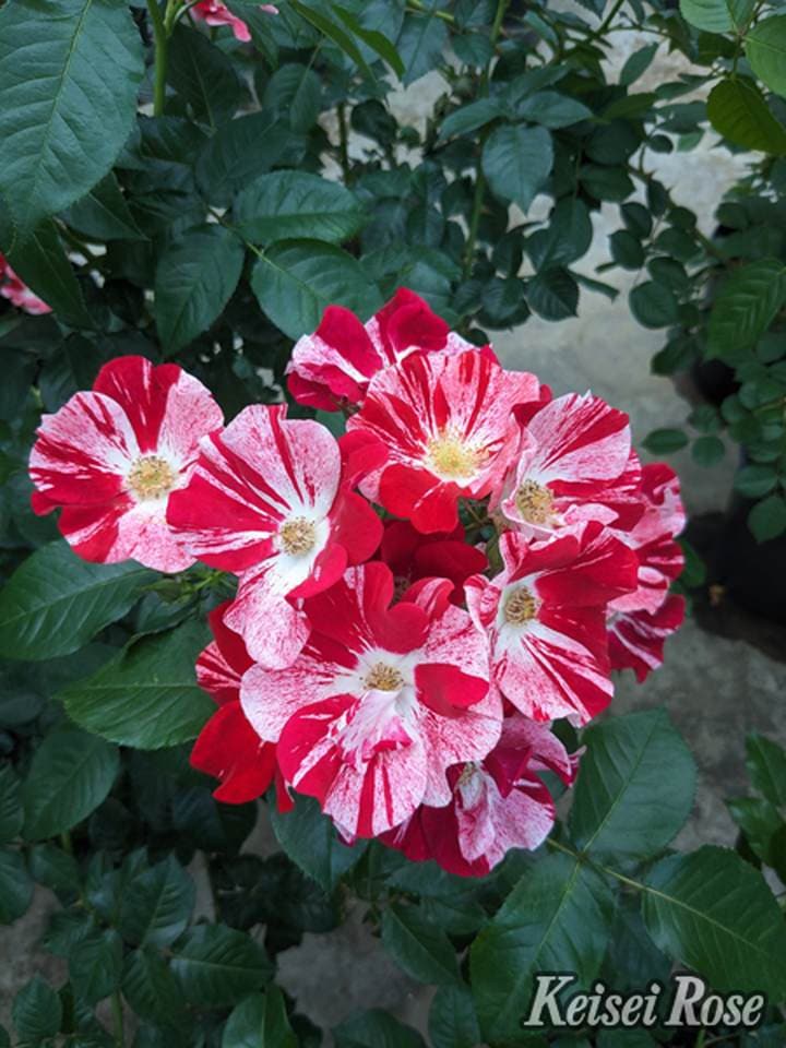 【NEW】バラ大苗 シムサラビン! 4.5号ロングポット 京成バラ園芸|花木04-PA