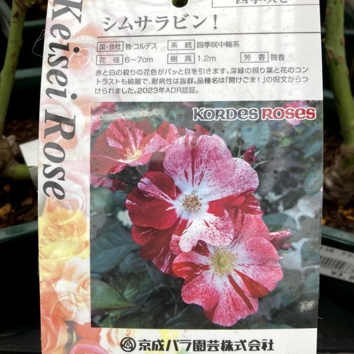 【NEW】バラ大苗 シムサラビン! 4.5号ロングポット 京成バラ園芸|花木04-PA