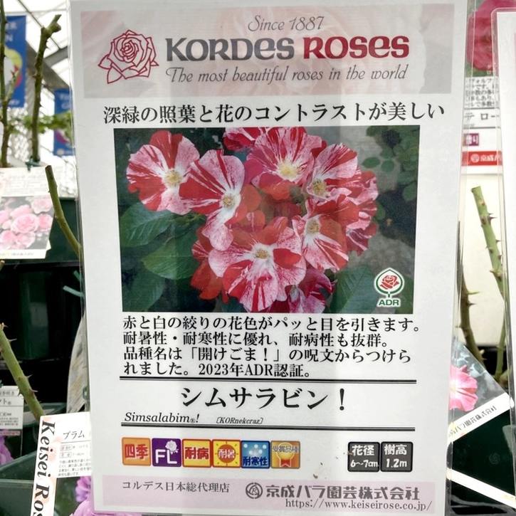 【NEW】バラ大苗 シムサラビン! 4.5号ロングポット 京成バラ園芸|花木04-PA