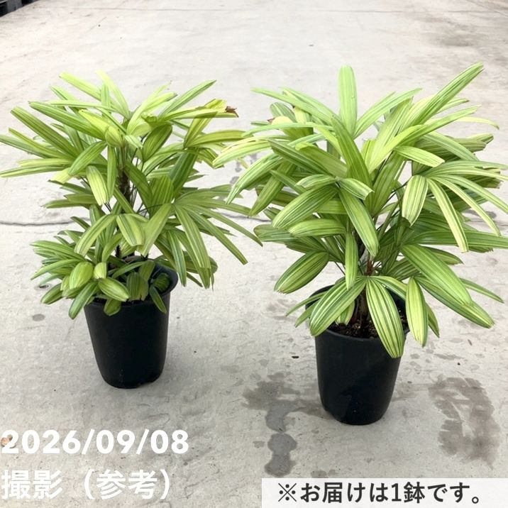 観音竹 綾錦 6号|観葉10-TU