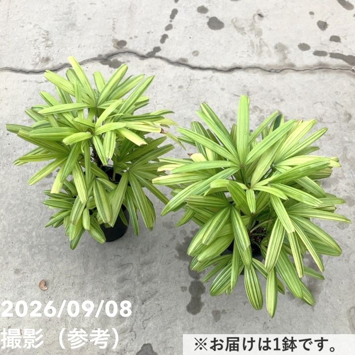 観音竹 綾錦 6号|観葉10-TU
