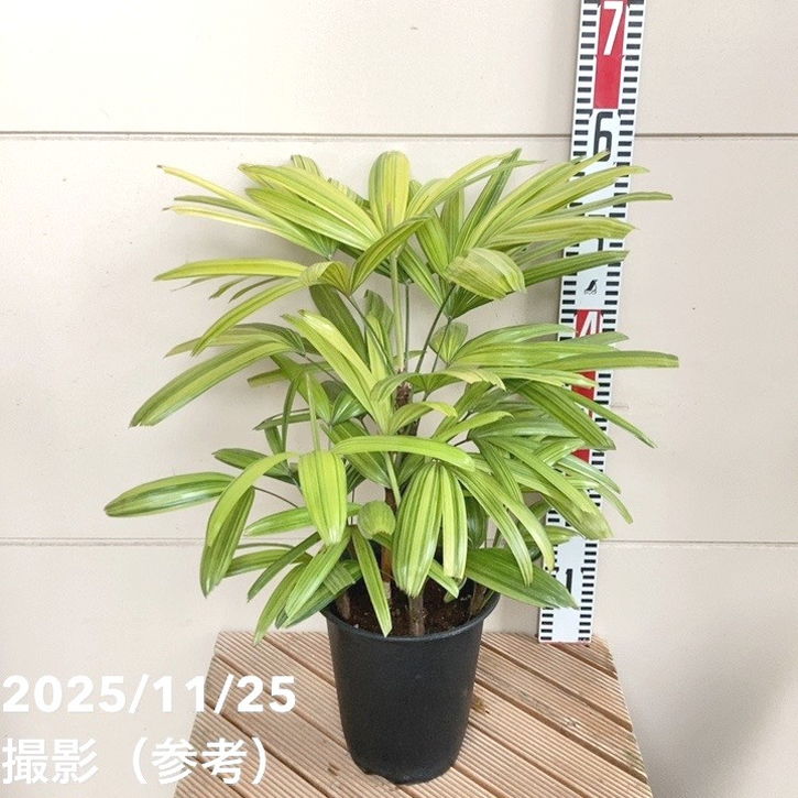 観音竹 綾錦 6号｜観葉04-PA | 観葉・多肉 | 赤塚植物園オンライン 花
