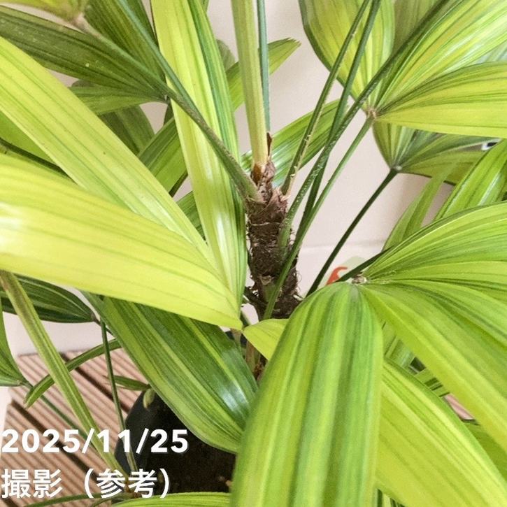 観音竹 綾錦 6号|観葉10-TU
