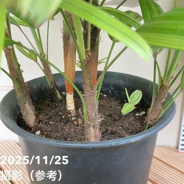 決算P5倍！10%OFF！8/2まで】観音竹 綾錦 6号｜観葉10-TU | 観葉・多肉