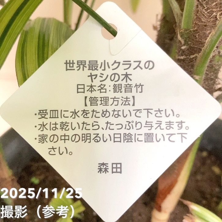 観音竹 綾錦 6号|観葉10-TU