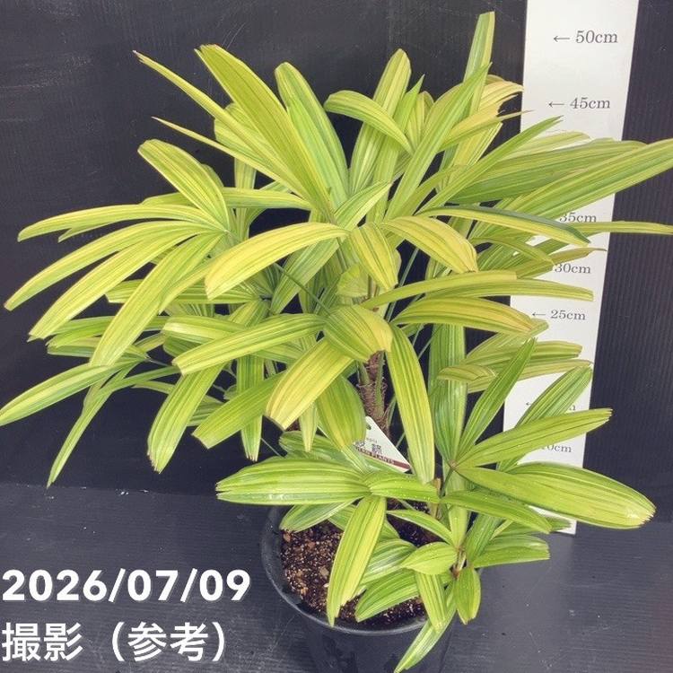観音竹 綾錦 6号|観葉10-TU