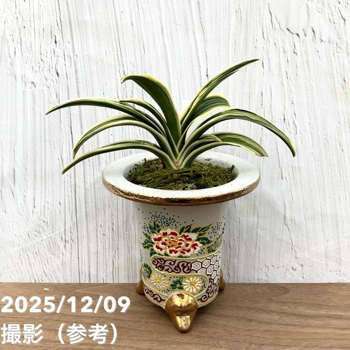 現品お届け】豊明園 万年青 オモト 聖源（せいげん） 花亀甲鉢（O45
