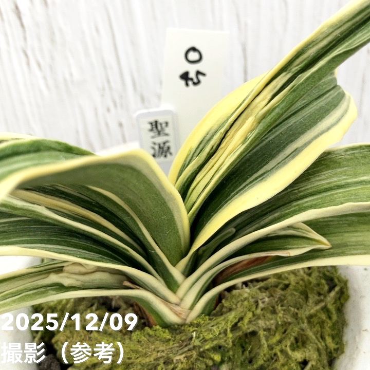 現品お届け】豊明園 万年青 オモト 聖源（せいげん） 花亀甲鉢（O45