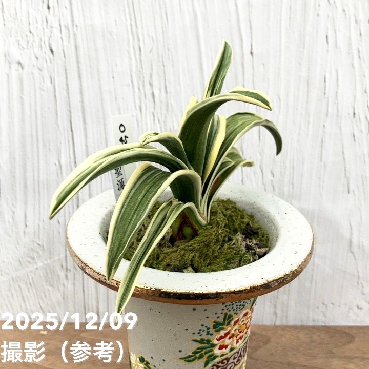 現品お届け】豊明園 万年青 オモト 聖源（せいげん） 花亀甲鉢（O45