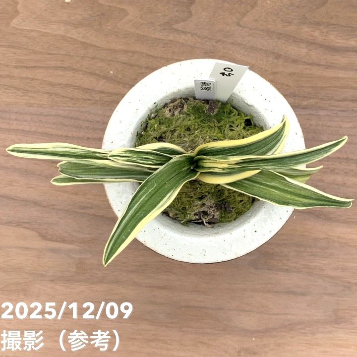 現品お届け】豊明園 万年青 オモト 聖源（せいげん） 花亀甲鉢（O45